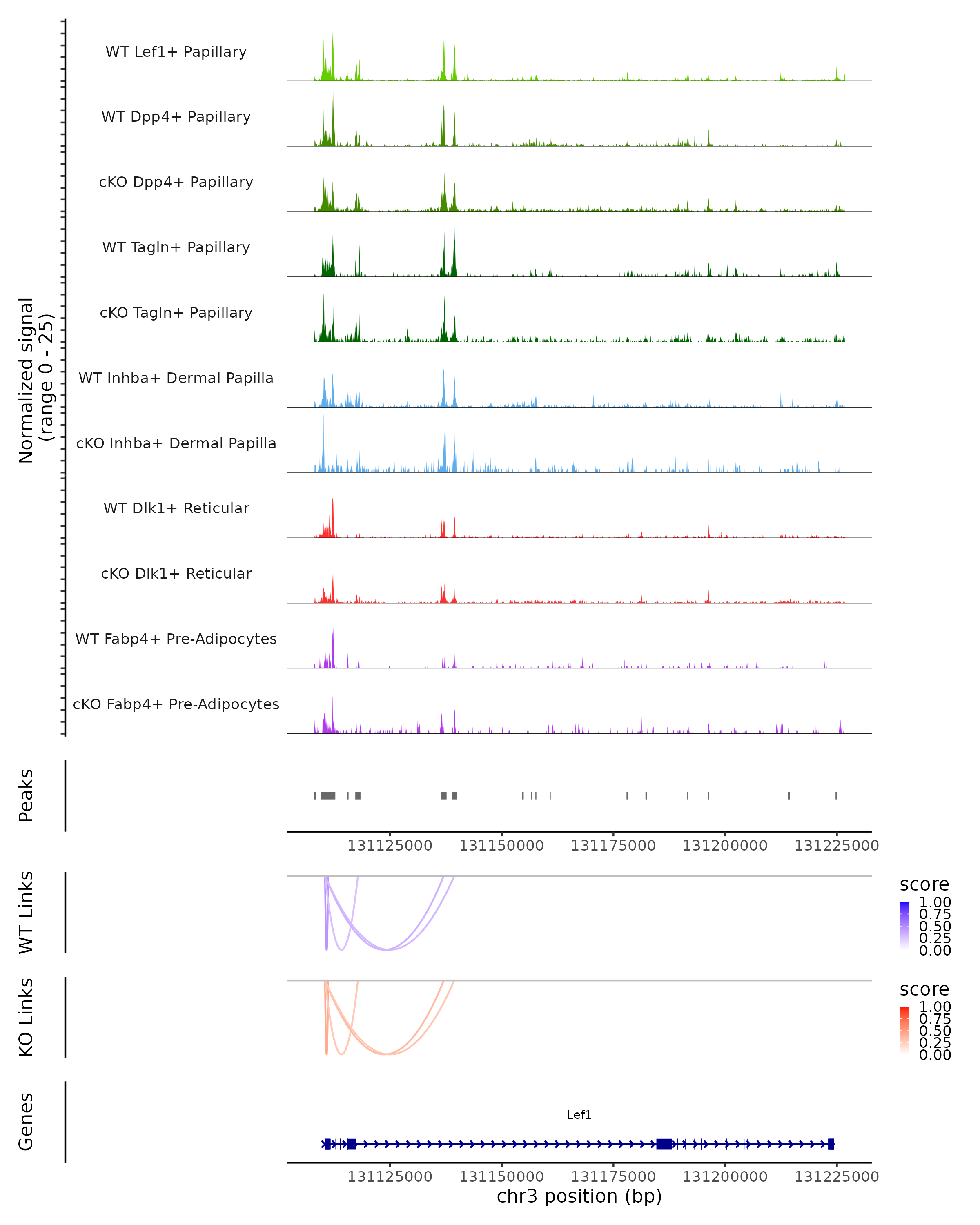 Lef1 KI, KO, WT LEF1 RNA UMAP expression plot